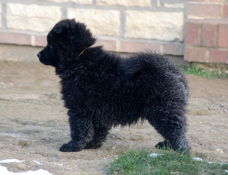 Manotim's - Eurasier - Portée née le 23/11/2012