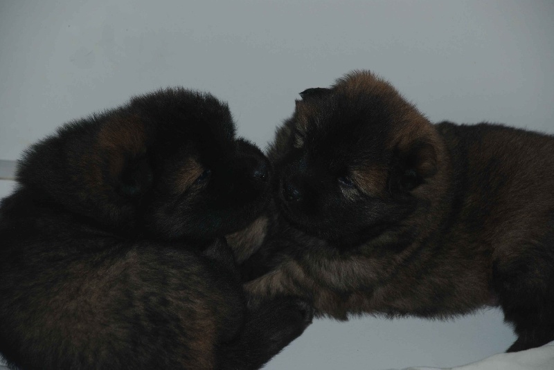 Manotim's - Eurasier - Portée née le 25/12/2011