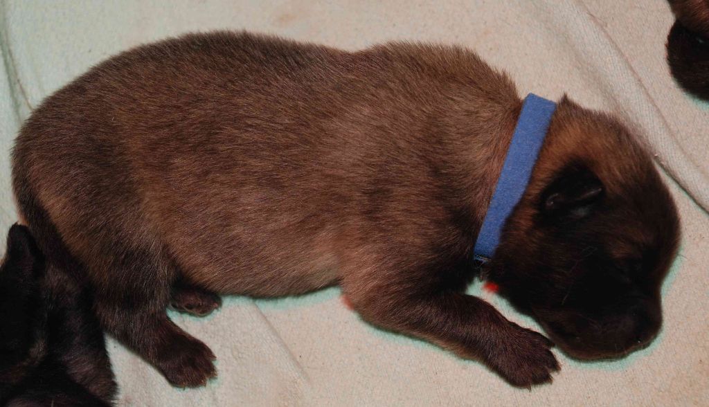 Manotim's - Eurasier - Portée née le 13/02/2017