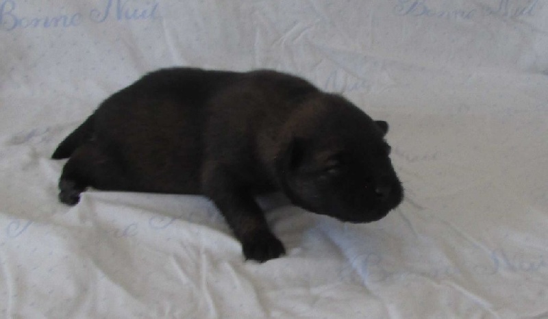 Manotim's - Eurasier - Portée née le 02/06/2015