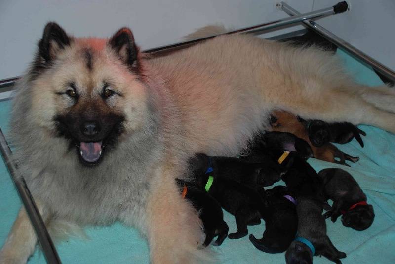 Manotim's - Eurasier - Portée née le 17/12/2013